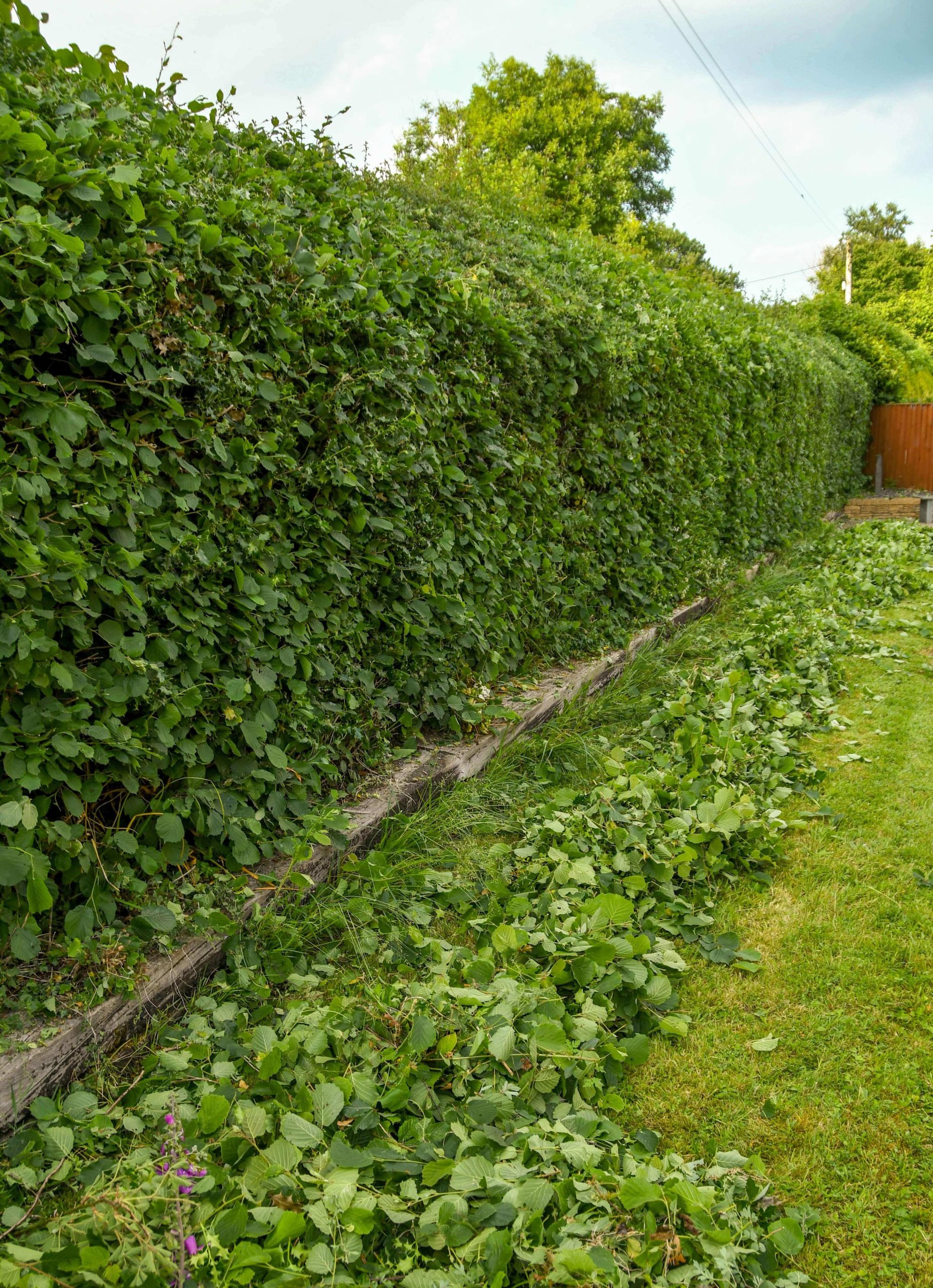 Garden Maintenance Lewisham SE13