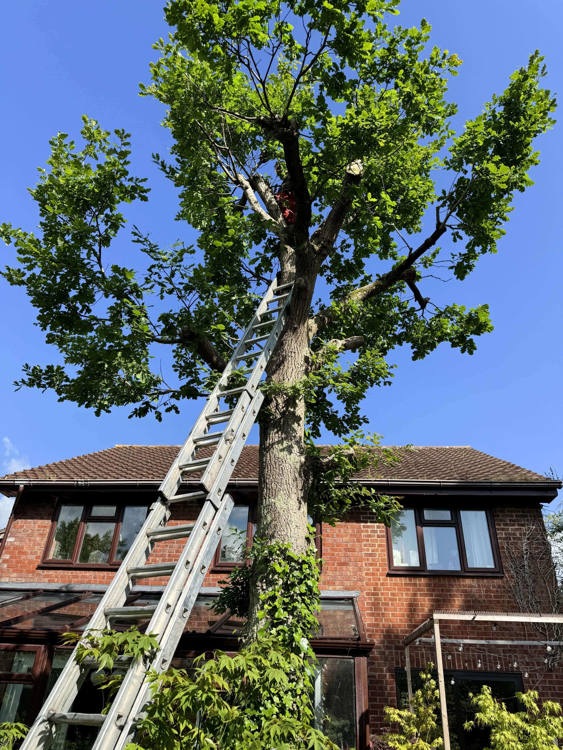 Arborists/Tree Services Lewisham SE13